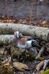 American Widgeon