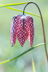 Close up on an endangered wild Chess Flower in a natural environment