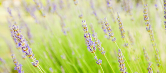 Lavender flowers at summer day in garden. Bright background.