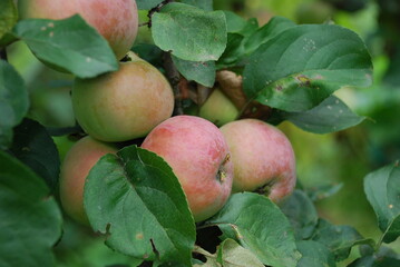 Green apples with a red side. On a thin brown branch among the green leaves of an apple tree, apples are green-red in color and medium in size. The fruits are starting to turn red.