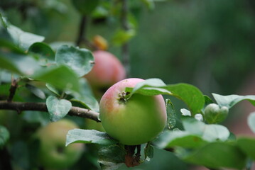 Green apples with a red side. On a thin brown branch among the green leaves of an apple tree, apples are green-red in color and medium in size. The fruits are starting to turn red.