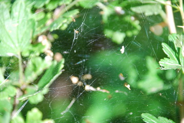 Cobweb among green leaves. A thin white cobweb is chaotically woven between the leaves of plants, on which birch seeds lie and a small spider sits in anticipation of a victim.