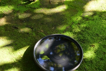plastic bowl with standing water, proliferation of dengue mosquito larvae, zika virus