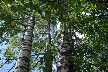 Four large white birch trunks. Four tall trees grow against a blue sky with white clouds. Their wide trunks are white-black, at the top are branches with green leaves.