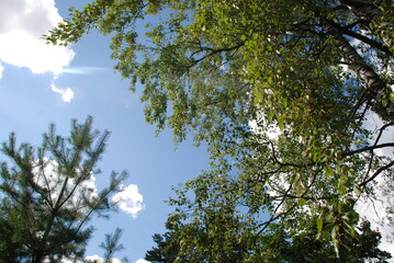 Birch branches with leaves and sky. Against the background of a blue sky with white clouds, a tall tree grows with long curved black branches and many green leaves.