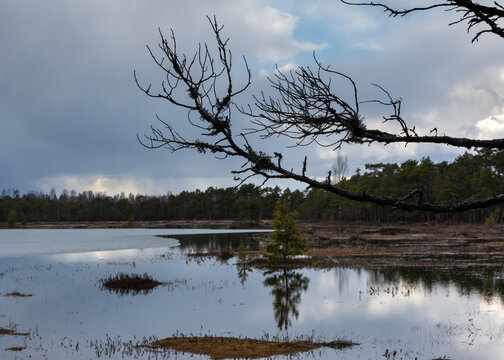 Silhouettes of withered and gnarled, moss-covered branches against the backdrop of a spring swamp.