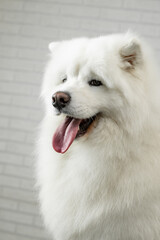 portrait of a samoyed dog on grooming