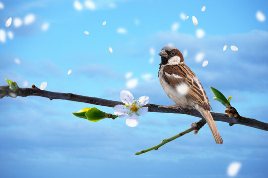 Close up of house sparrow, Passer domesticus, on blooming plum tree in the early morning in springtime