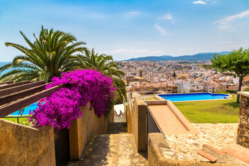 Bougainvillea on a wall in Spain