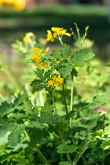 Chelidonium majus - Greater celandine - Grande ch&eacute;lidoine = Grande &eacute;claire = Herbe aux verrues