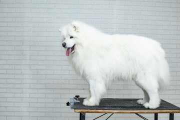fluffy white samoyed stands on the grooming table