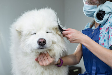 groomer combs the fur of a cute white dog breed samoyed