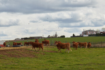 Cows grazing with their calves