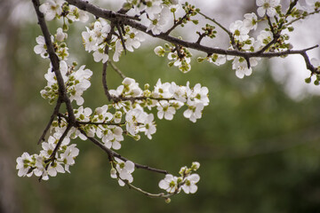 blossom in spring