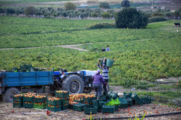 Farmers working from the carry the tomatoes the collect in the crates to the tractor. 