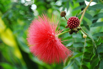 レッド・パウダーパフ