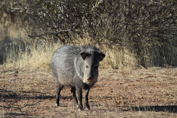 javelina