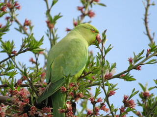 green winged macaw