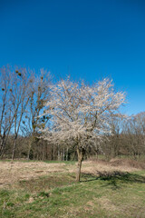 Frühlingserwachen im März