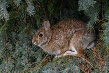 Rabbit in a Spruce Tree