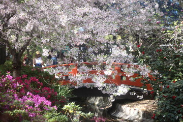 Beautiful Cherry blossoms in a Japanese garden in Los Angeles 