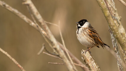 Male common reed bunting (Emberiza schoeniclus) perching on a branch, Norfolk, UK