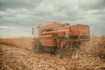 Fototapeta premium Agriculture in the autumn harvest of corn in the field