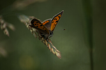 Fototapeta na wymiar Motylek na zbożu