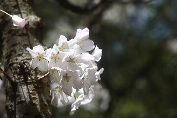 Beautiful Cherry blossoms in a Japanese garden in Los Angeles 