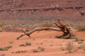 dead tree in the desert