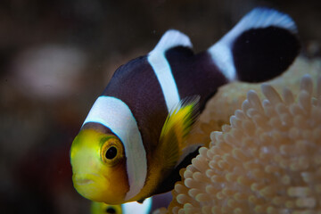 A juvenile Saddleback anemonefish, Amphiprion polymnus, swims on the edge of its host anemone. All anemonefish have mutualistic symbioses with their host anemones.