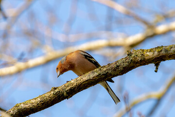 Common chaffinch or Vink in its natural habitat, A small bird perched on the branches leafless tree in winter and blue sky, Widespread small passerine bird in the finch family, Living out naturally.
