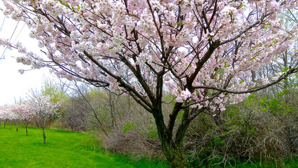 White cherry flowers in the public park