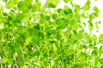 Red clover microgreens, through bright sunlight, front view. Fresh Trifolium pratense, young green plants with trifoliate, leaves with three leaflets. A herb, used as a garnish or as a leaf vegetable.