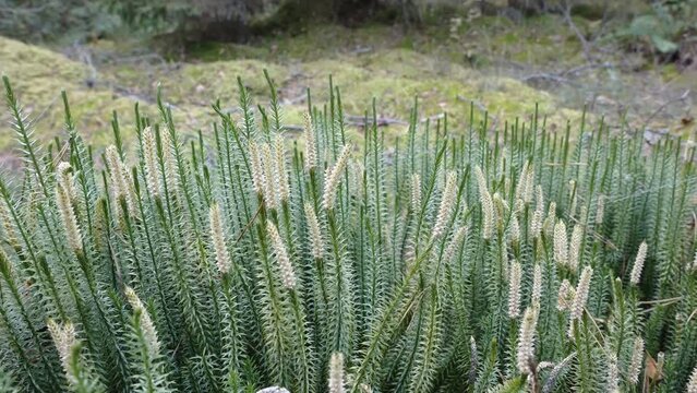 Closer look of the clubmoss herbs in the forest in Estonia