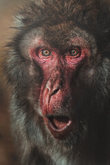 Japanese Macaque (Macaca fuscata)