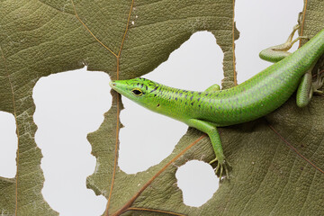An emerald tree skink (Lamprolepis smaragdina) are lurking prey from behind a leaf