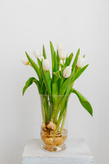 Bouquet of white tulips with bulbs on a white background