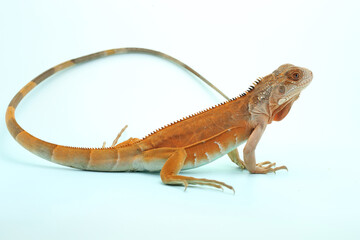 A red iguana (Iguana iguana) with an elegant pose.
