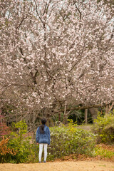 春の満開の桜の木と遊んでいる小学生の子供