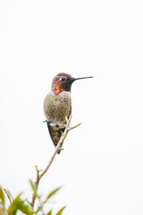Fototapeta na wymiar Anna's Hummingbird