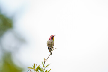 Anna's Hummingbird
