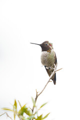 Anna's Hummingbird