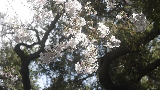Beautiful Cherry blossoms in a Japanese garden in Los Angele