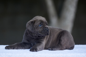 portrait of puppy of cane corso