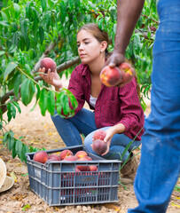 Fototapeta premium African-american man and Caucasian young lady collecting ripe peaches from tree branches in plantation.