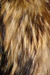 long fur texture from the tail of a fox or other mammal animal - hairy vertical pattern with golden, yellow and brown tones