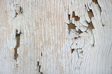cracked wooden texture and peeling white paint with holes on a weathered board surface - abstract irregular pattern of grooves with beige and fawn tones for the background of a wallpaper
