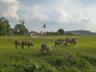 Cows grazing grass at Malays kampung