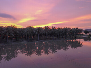 Sunset of oil palm plantation
